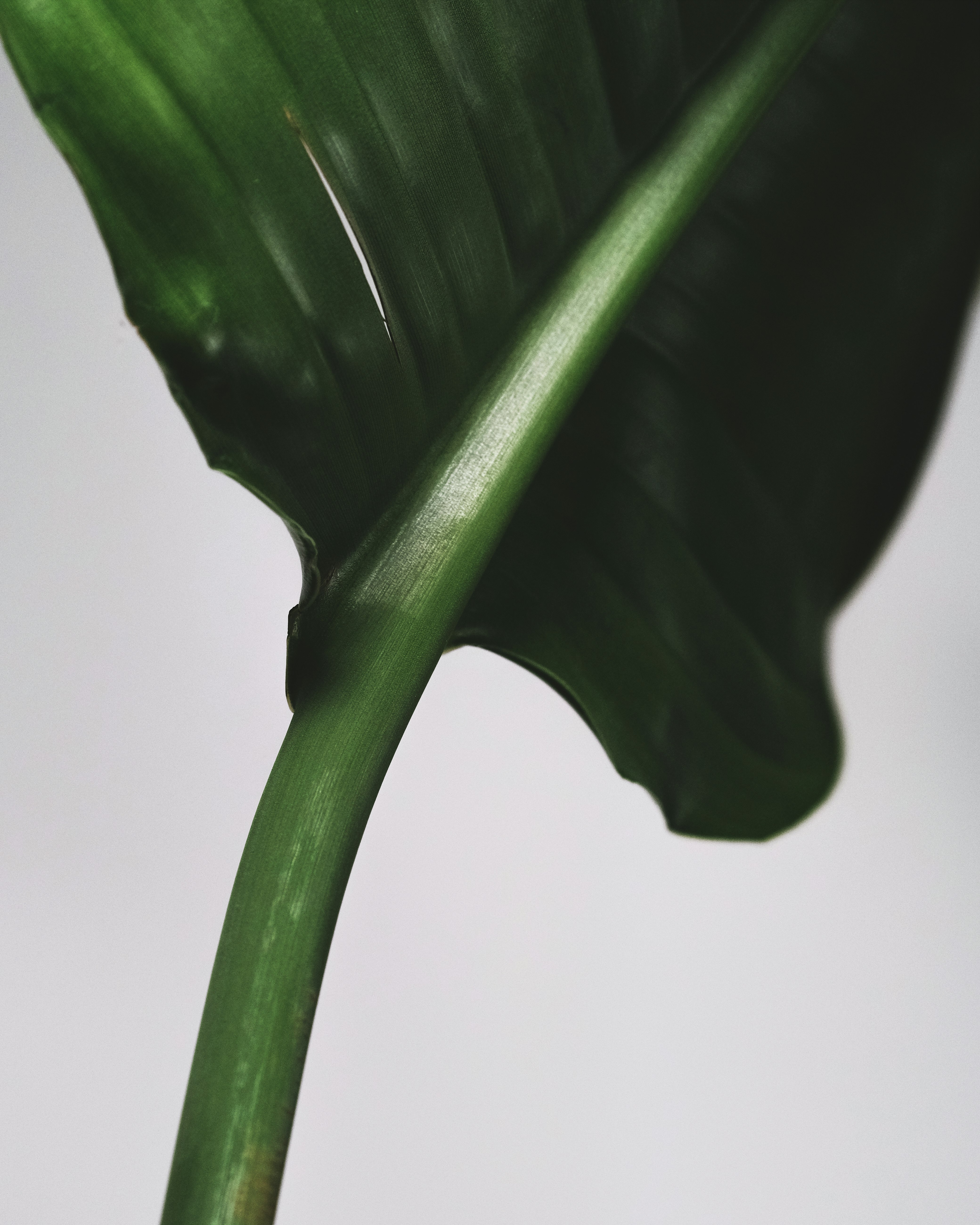 green leaf in close up photography